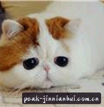 王磊